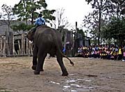 Asienreisender - Elephant Show